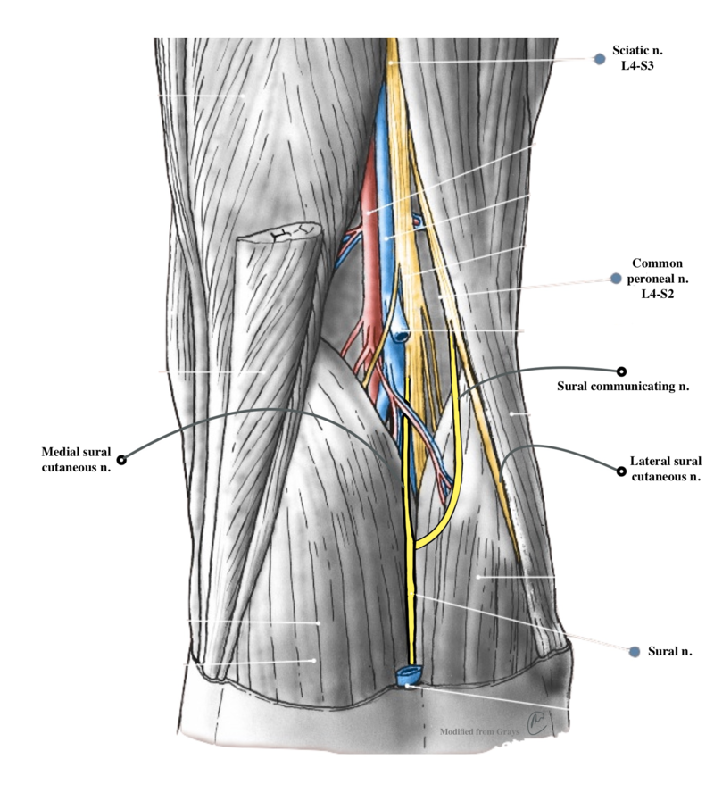 common fibular nerve