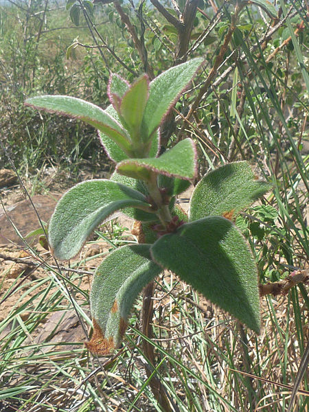 File:Roraima plant7.jpg