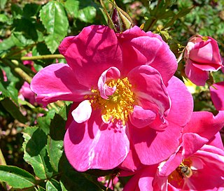 <i>Rosa</i> William Baffin Pink Hybrid Kordesii rose cultivar