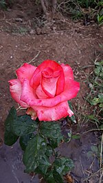 El nombre de la rosa - Wikipedia, la enciclopedia libre