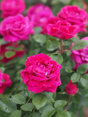 Rose, Druschki Rubra, バラ, ドルシュキ ルブラ, (15771266827).jpg