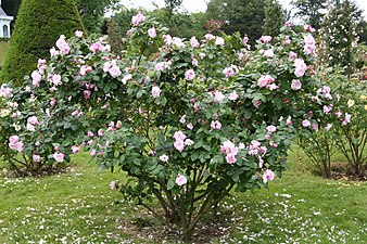 'Fantin Latour', ~1900