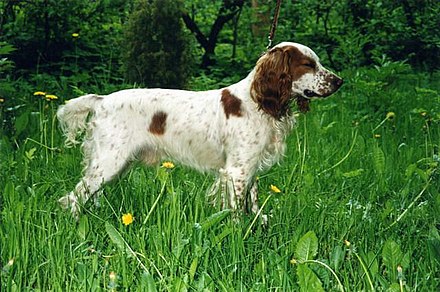 A brown and white Russian Spaniel