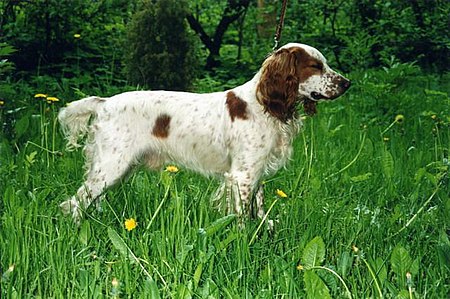 Tập_tin:Russpaniel.jpg