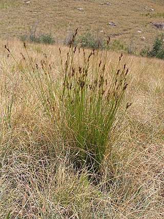 <i>Schoenus galpinii</i> Species of grass-like plant