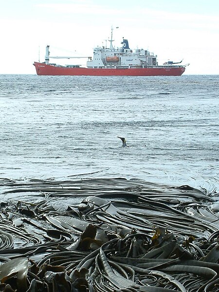 S.A. Agulhas in 2007 with seal, penguin and kelp off Marion Island