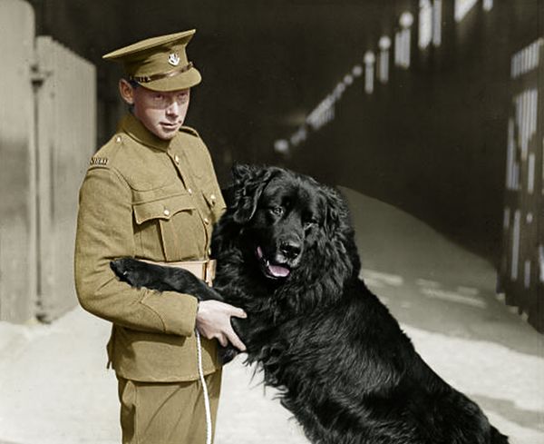 Sable Chief, a Newfoundland dog with his handler. He served as the mascot for the Royal Newfoundland Regiment during the First World War