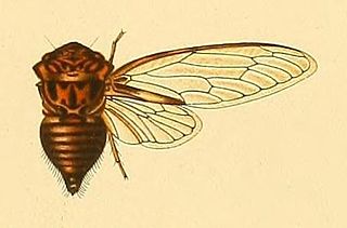 <i>Sadaka</i> (cicada) Genus of true bugs