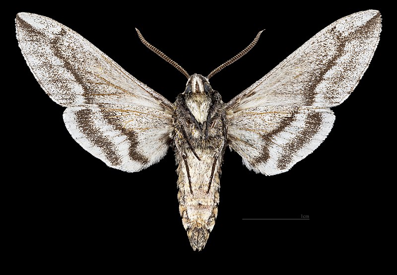 File:Sagenosoma elsa MHNT CUT 2010 0 478 wilcox, Cochise Co; Arizona - male ventral.jpg