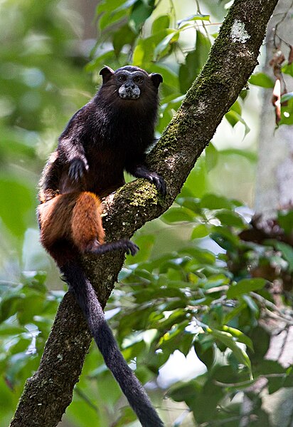 File:Saguinus fuscicoliis weddelli.jpg