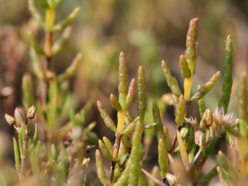 File:Salicornia europaea.jpeg