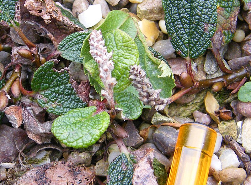 File:Salix reticulata - Seed Head.JPG