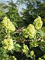 Sambucus racemosa