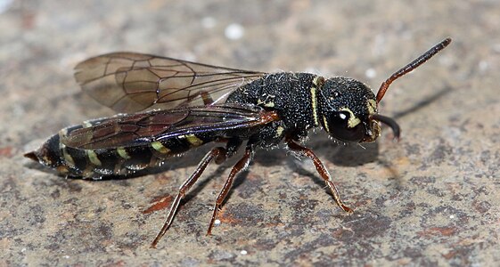 Sapygidae - sapygid wasps (Sapygina undulata)