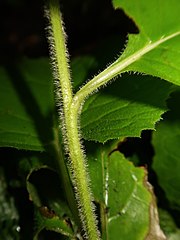 茎に淡緑色の多細胞の縮毛が密生する。