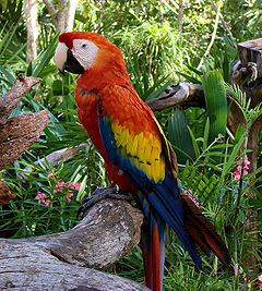 Scarlet Macaw (Ara macao) -Coco Reef -Mexico-6-2c.jpg