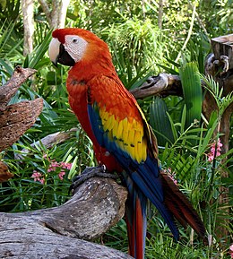 Lijst Van Vogels In Suriname: Wikimedia-lijst