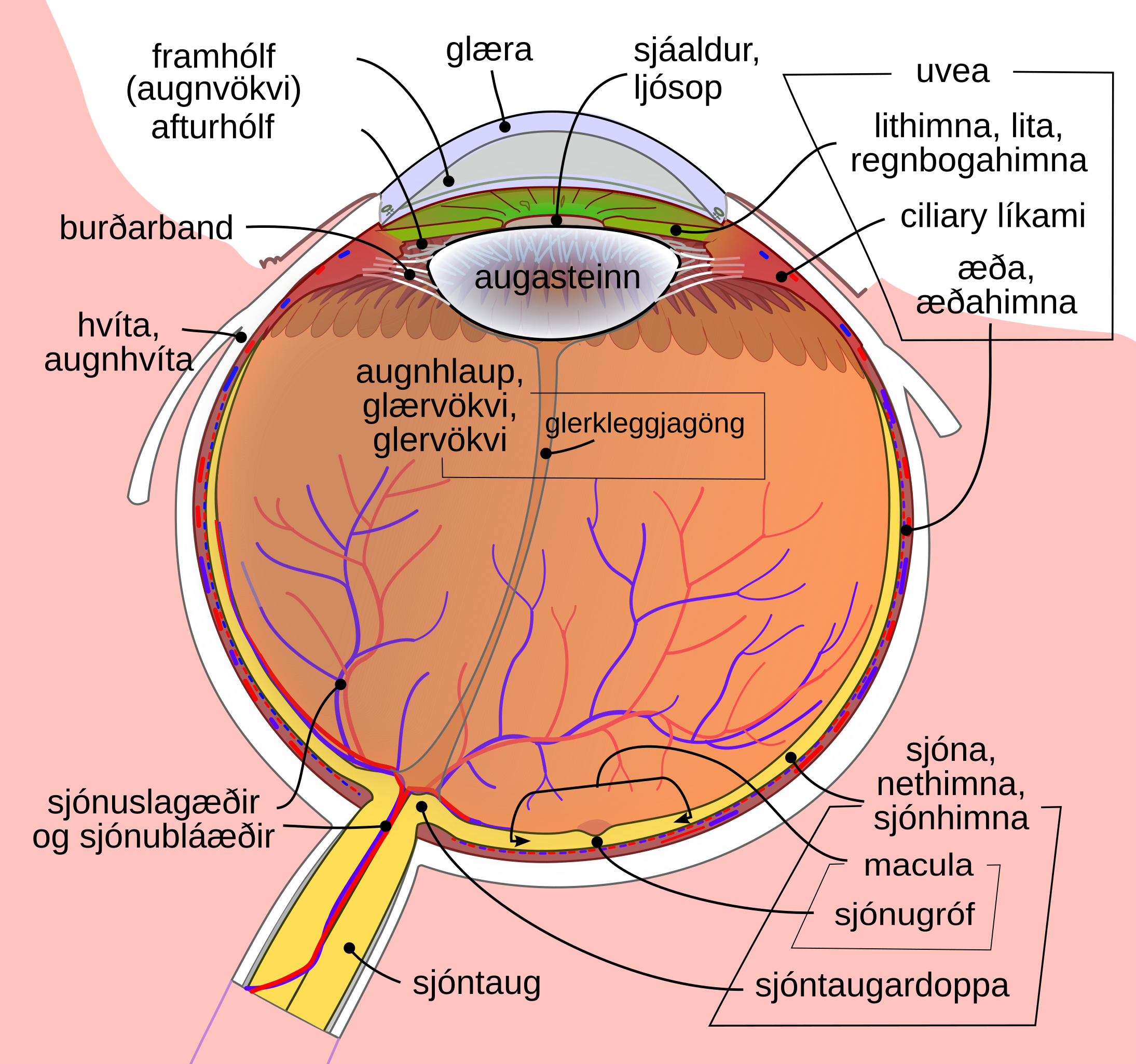 Human eye - Wikipedia