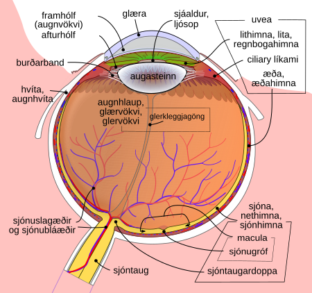 File:Schematic diagram of the human eye is.svg