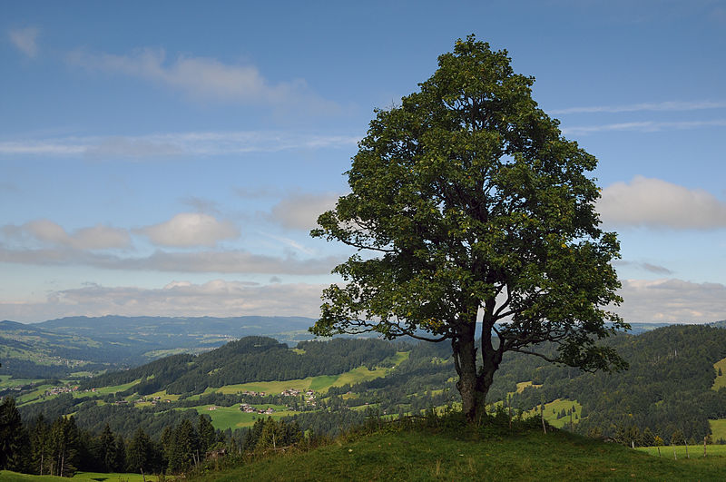 File:Schetteregg im Herbst 4.JPG