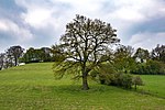 LSG hedge landscape south of Kohlstädt