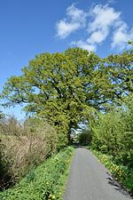 Schleswig-Holstein, Borstel-Hohenraden, natural monument 36-02 NIK 3353.JPG