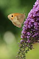 Deutsch: Schmetterling ? auf schmetterlingstrauch im Wienerwald