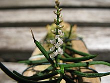 Schoenorchis micrantha flwr (3038108213) .jpg