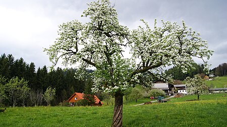 Schwarzach Oberer Linzenberg 01