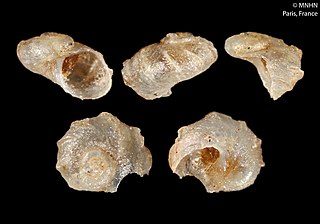 <i>Scissurella petermannensis</i> Species of gastropod
