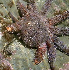 File:Sea star regeneration.jpg (Category:Asteroidea)