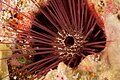 Sea urchin, liabale west, wakatobi, 2018 (31942261738).jpg