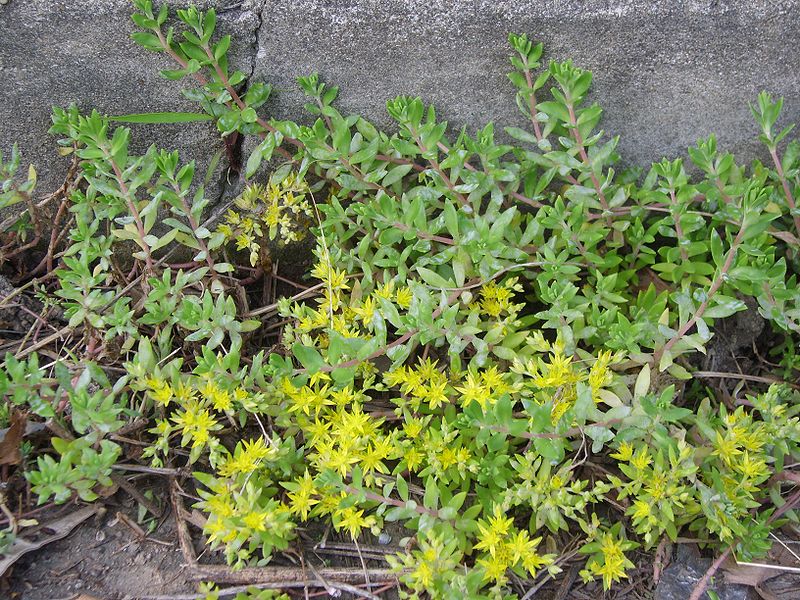 File:Sedum sarmentosum 01.JPG