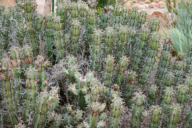 File:Ses Salines - Botanicactus - Euphorbia caerulescens 02 ies.jpg