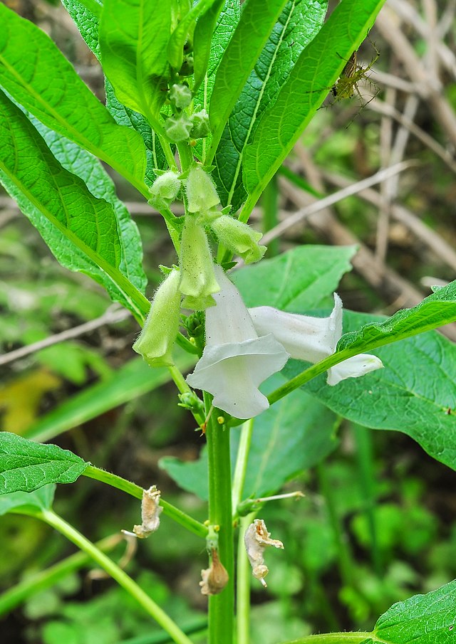 Inflorescence d'une variété blanche de sésame (Sesamum indicum).\n (définition réelle 1 972 × 2 787)