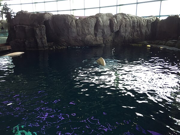 Belugas swimming in the Abbott Oceanarium at the Shedd Aquarium. The lower level of the Oceanarium allows underwater viewing of the beluga whales and 