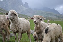 Local sheep in Gangabal, Kashmir. Sheep , Gangabal Kashmir.jpg