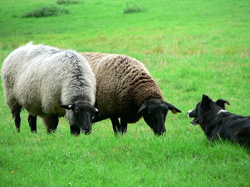 File:Sheep and sheep dog.jpg