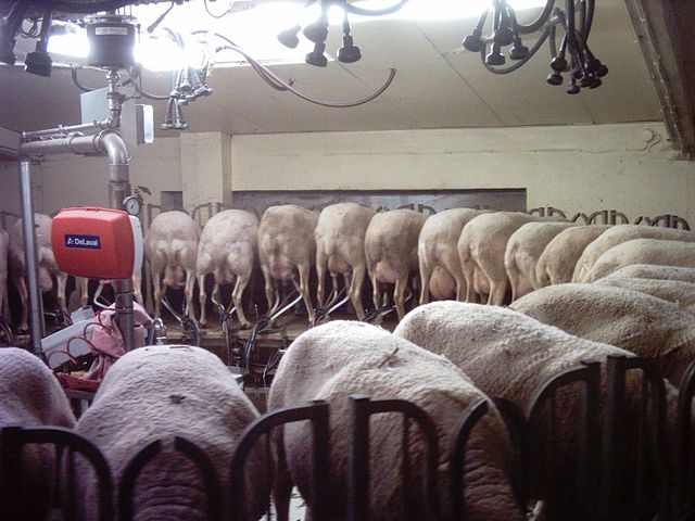 Lacaune dairy sheep in rotary parlour, Aveyron, France