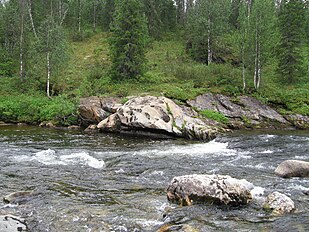 Trees (dark green) in Betula pendula woodland, Shekuria River, Khanty-Mantsiya, 64°29'41"N 60°1'31"E