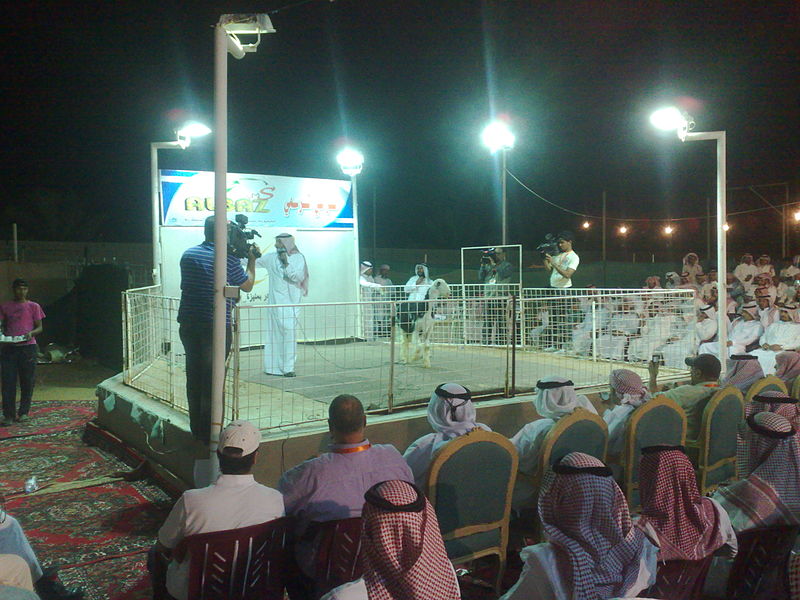 File:Showing sheep in Unaizah 1.jpg