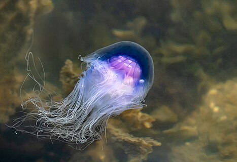 Sideview of contracted bluefire jellyfish in Brofjorden