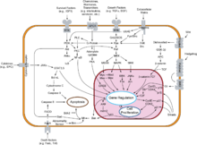 ERK and JNK signaling cascades Signal transduction v1.png