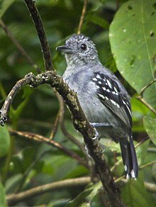 Slaty Antwren - Ekuador 05 dgs (16823121085).jpg