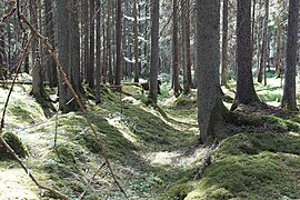 Holveg frå Lödösevägen i naturreservatet Slereboåns dalgång nær Röserna i Risveden.