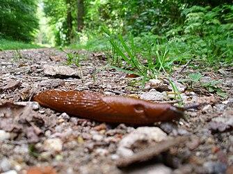 Slug on forest path.JPG