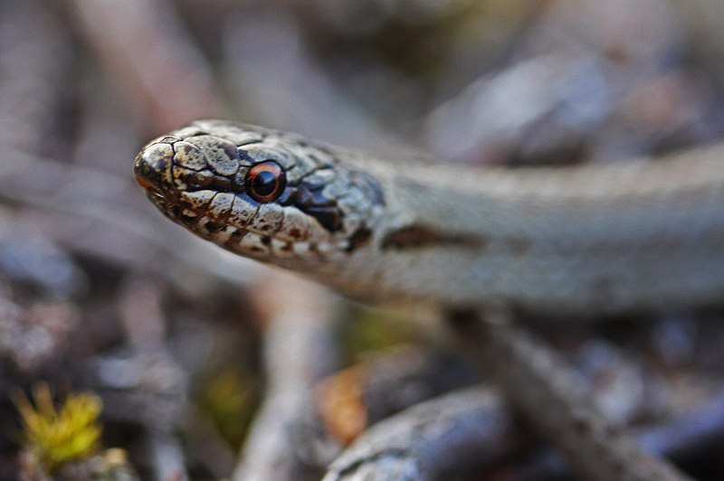 File:Smooth Snake (Coronella austriaca) (7345077432).jpg