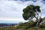 Miniatura per Eucalyptus pauciflora