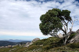 Snow gum, New South Wales