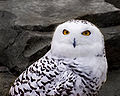 Snowy Owl 1.jpg